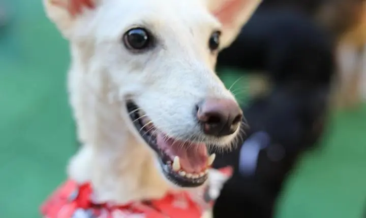 Feira de adoção une solidariedade e clima de arraiá com concurso pet em Cariacica neste sábado