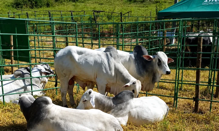 Feira Pró-Genética impulsiona pecuária no sul do ES com touros de alto padrão genético