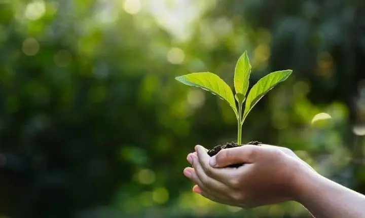 Feira Verde 2026 levará sustentabilidade, inovação e educação ambiental à Praça Jerônimo Monteiro, em Cachoeiro