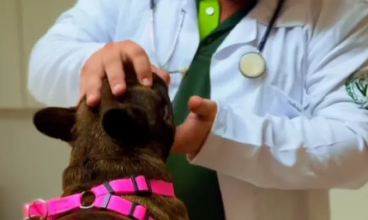 GabrielAltoe.M.Veterinario Médico veterinário