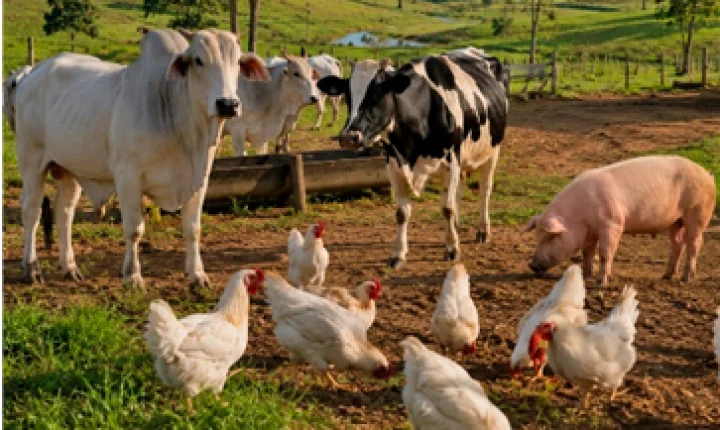 ICC leva 35 anos de inovação em nutrição animal à Alemanha