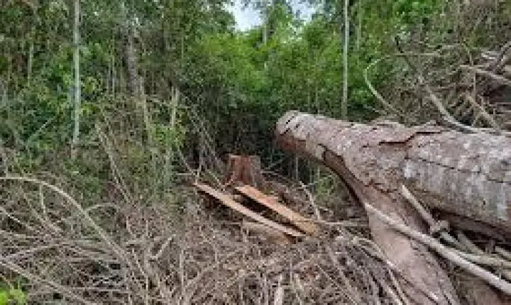 Idaf conquista prêmio nacional por monitoramento florestal e combate ao desmatamento ilegal