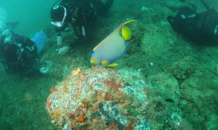 Iema remove mais de 6 mil colônias de coral-sol e recupera ecossistemas marinhos no Espírito Santo
