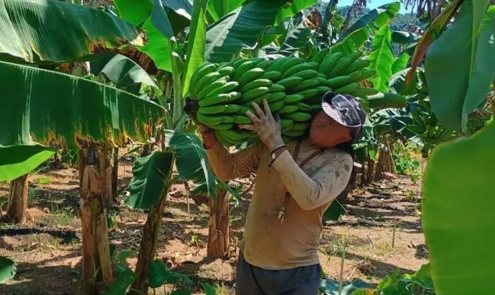 Internos iniciam colheita de 10 toneladas de banana em unidade prisional no ES