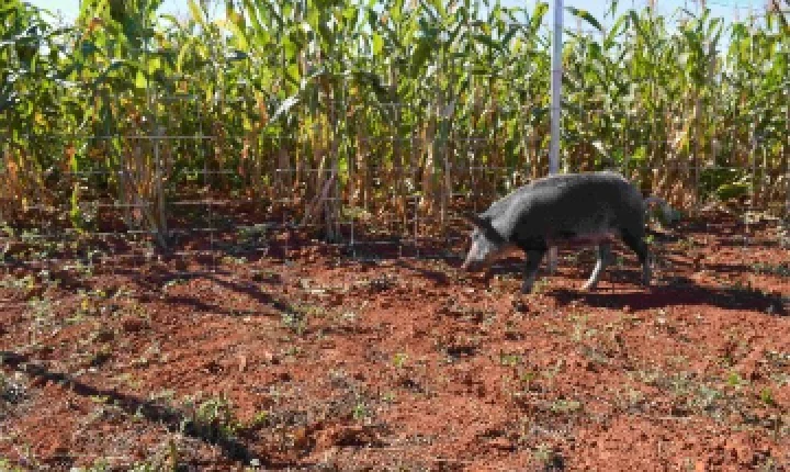 Javalis e javaporcos ameaçam lavouras de soja; veja como evitar prejuízos