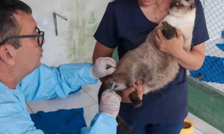 Mais de 21 mil cães e gatos já foram vacinados contra a raiva na Serra; campanha continua nos dias 22 e 23