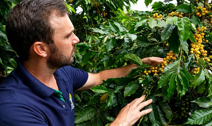 Pesquisa do Incaper comprova alta produtividade do café arábica orgânico nas montanhas capixabas