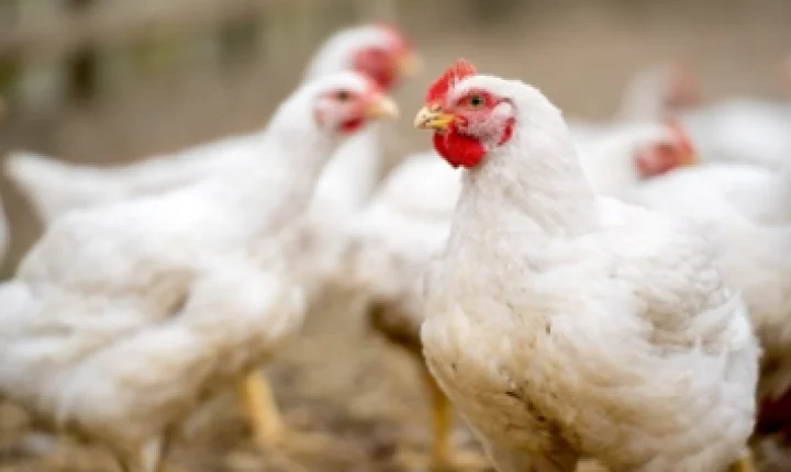 Phibro renova certificação de bem-estar animal para seis produtos usados na avicultura
