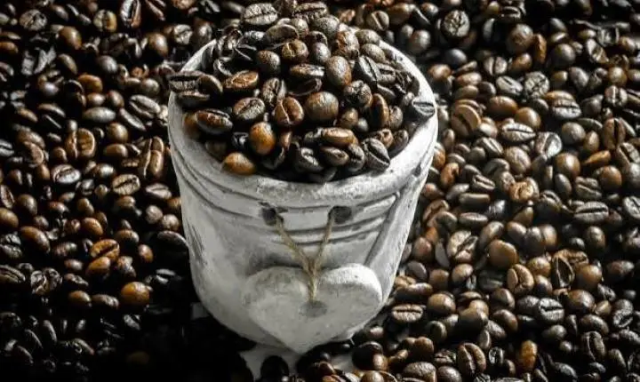 Prêmio Cafés Especiais do Espírito Santo abre inscrições com R$ 200 mil em premiações e categoria inédita para mulheres