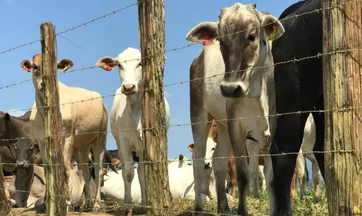 Produtores têm até 30 de junho para atualizar cadastro de rebanho e evitar multas no Espírito Santo