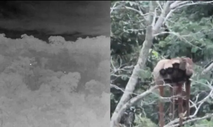 Registro raro de família de guigós reforça importância da Serra das Torres para conservação da fauna capixaba