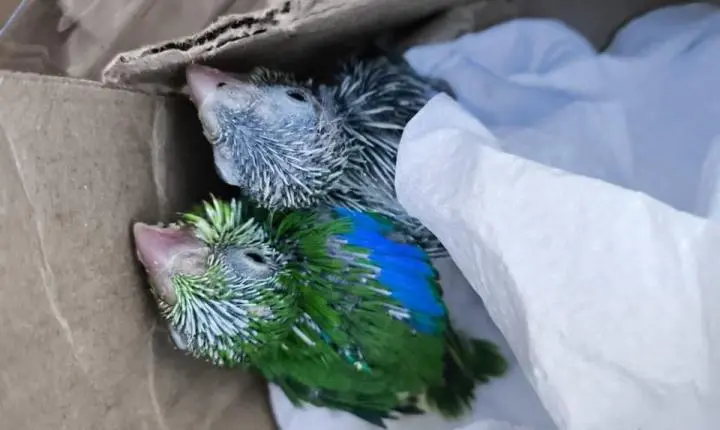 Resgate de fauna em Itaúnas reforça preservação e aproxima comunidade da natureza