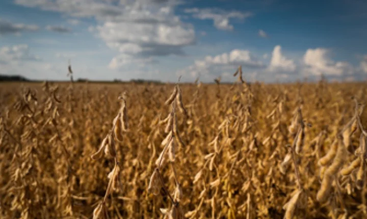 Reta final da soja exige atenção: doenças podem reduzir até 20% da safra