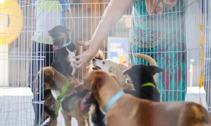 Serra+Cidadã leva atendimento veterinário gratuito e aplica 77 vacinas em cães e gatos