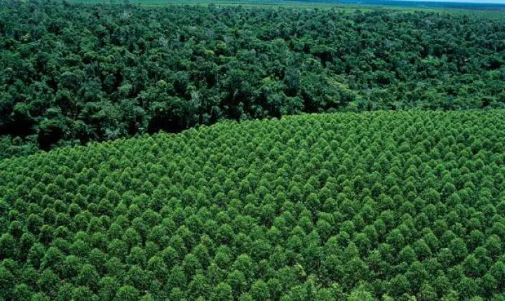 Suzano protege 107 mil hectares de florestas nativas no Espírito Santo