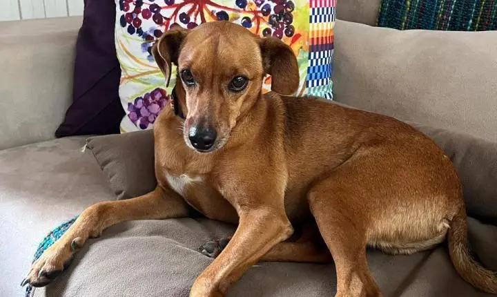 Temporal assusta, cachorro desaparece e mobiliza Jaciguá