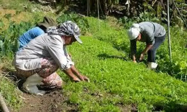 Última semana para agricultores familiares participarem de chamada pública com investimento de R$ 62 milhões