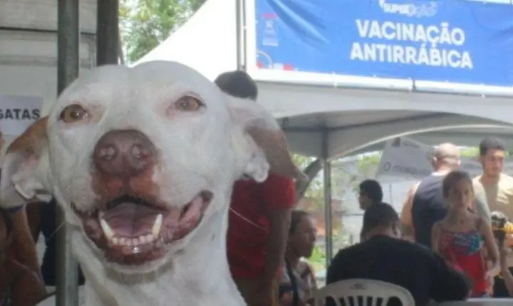 Vacinação antirrábica chega à área urbana de Vila Velha neste sábado; campanha terá 96 postos