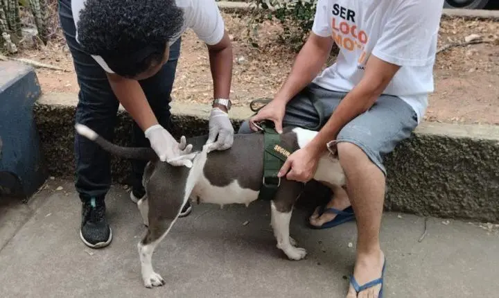 Vacinação antirrábica começa neste sábado em Cachoeiro; confira todos os bairros e pontos