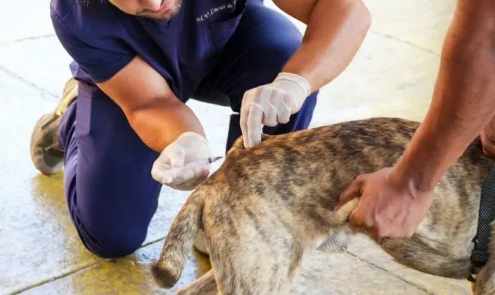 Vacinação contra a raiva terá mais de 25 pontos em Cachoeiro neste sábado (26)
