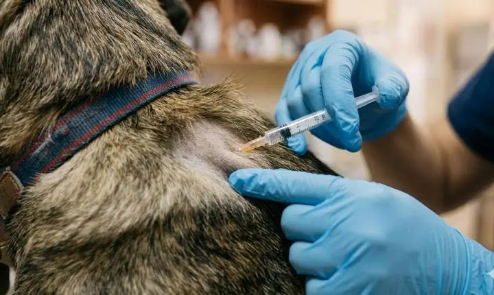 Vacinação gratuita: Cariacica oferece 100 doses da V8 para cães nesta quinta (24)