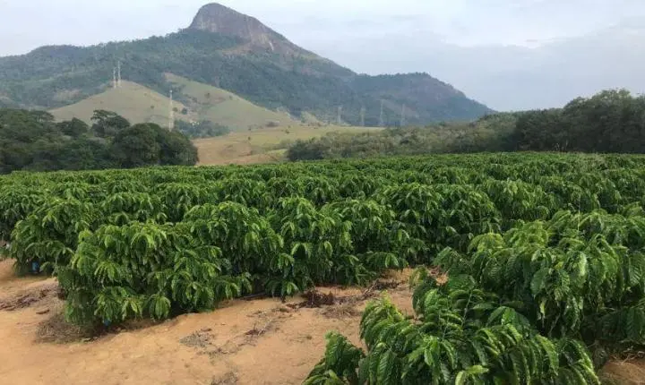 Vila Velha aposta no café conilon canela-verde e prepara primeira grande safra para 2027
