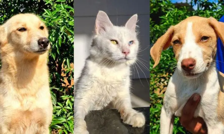 Vila Velha realiza feira de adoção com cães e gatos neste sábado